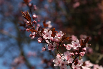 closed up of cherry blossom in japanese park