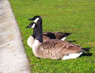 Two white-brown ducks with red legs sitting on the grass