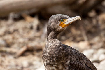 Kormoran (Phalacrocorax carbo)