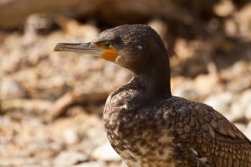 Kormoran (Phalacrocorax carbo)