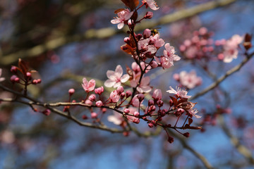closed up of cherry blossom in japanese park