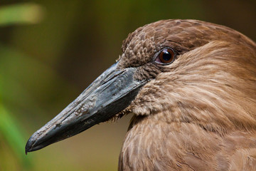 Hammerkopf oder Schattenvogel (Scopus umbretta)