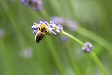 Bee on lavender flower