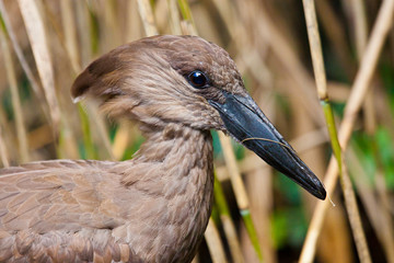 Hammerkopf oder Schattenvogel (Scopus umbretta)