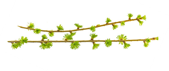 branches with young needles European larch (Larix decidua) isolated on white background