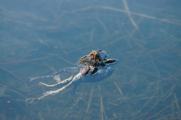 Brown frogs in the water during the spring mating season