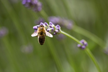 Bee on lavender flower