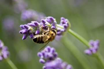 Bee on lavender flower