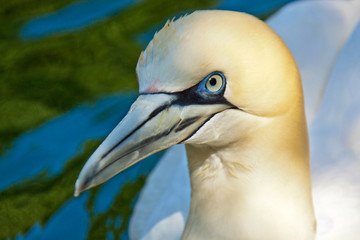 Basstölpel (Morus bassanus)