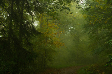 Fototapeta na wymiar wood_fog_mysterious