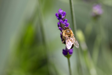 Bee on lavender flower