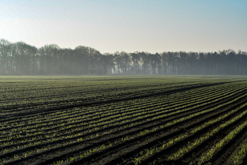 Morning spring landscape with newly plowed field with young corn sprounts, farmland in  Netherlands, Europe