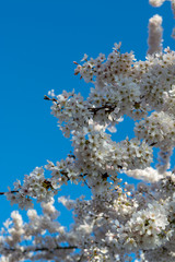 Spring blossom of Japanese white sakura tree