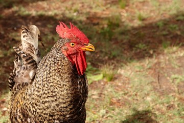 Free range chicken pic. Organic farming concept image. 