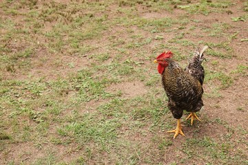 Free range chicken pic. Organic farming concept image. 