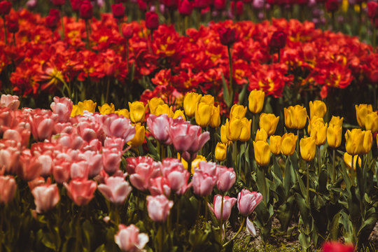 Filtered image of colorful tulip flowers in a garden