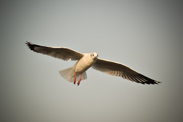 seagull in flight
