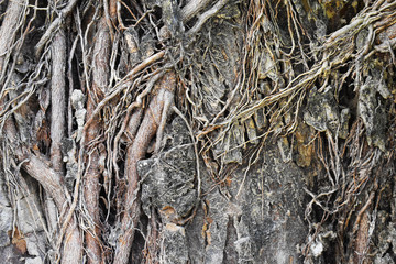 tree in the forest