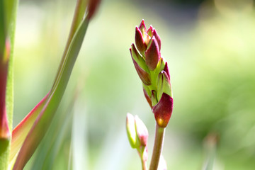 bud of yucca