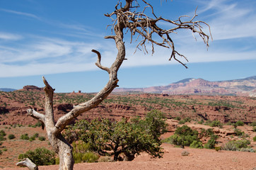 Tree Scenic View