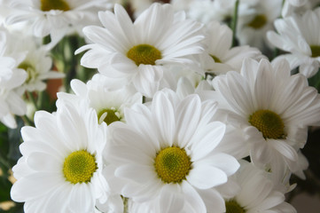 bouquet of white chrysanthemums