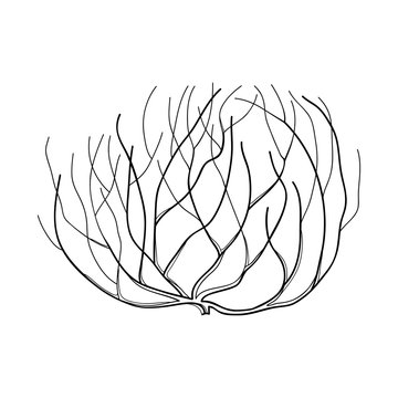 Rolling Desert Plant Tumbleweed In Black Isolated On White Background.