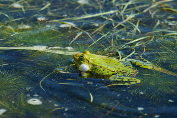 Edible frog (Pelophylax kl. esculentus). Frog in the water during spring mating