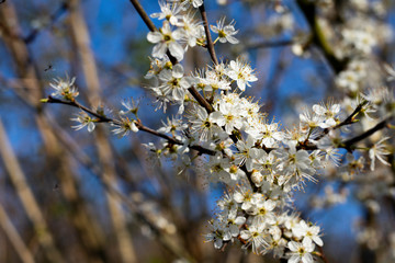 Common Hawthorn flowers Crataegus monogyna flowering in March forming hedgerow to farmland with shallow depth of field 