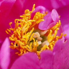 Fototapeta na wymiar delicate fluffy pink peony, close-up
