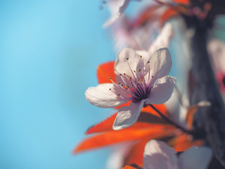 Spring floral concept. Full blooming of apricot tree. Beautiful flower on an abstract blurred background. Detailed closeup with soft selective focus.