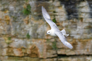 Northern Fulmar (Fulmarus glacialis) flying against cliff, Skirza head, Scotland, UK