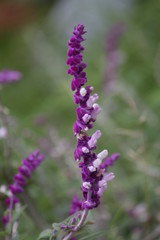 Obraz premium purple flowers in the garden