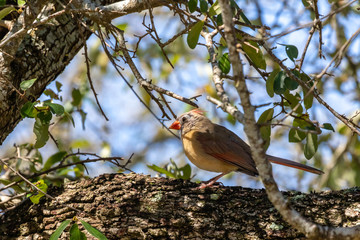 cardinal