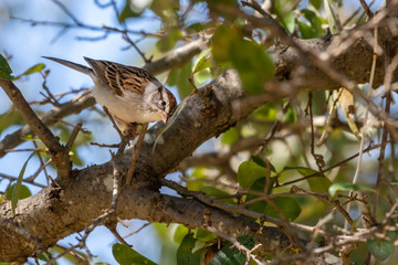 sparrow on a branch