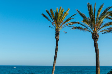 Mediterranean view with palms trees