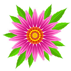 Fototapeta premium Echinacea purpurea vector flower. Vector illustration of echinacea purpurea blooming flower with green leaves.