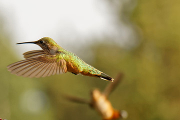 Fototapeta premium Flying Hummingbird