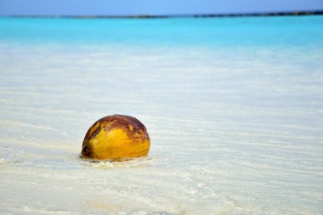 coconut on the white beach