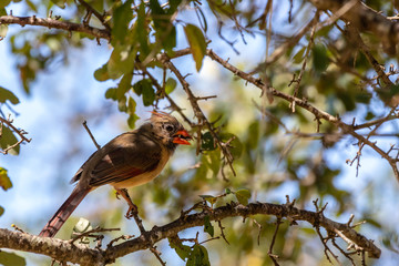 cardinal