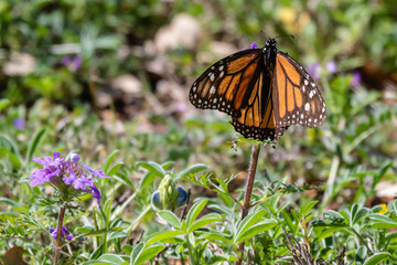 monarch butterfly