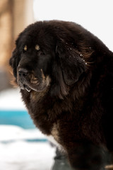 Fototapeta premium Big black tibetan mastiff in the green winter nature