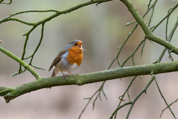 Robin