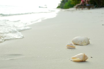 Fototapeta na wymiar shells on the white sand