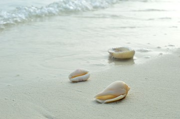 Fototapeta na wymiar shells on the white sand