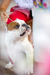 red bulldog in the ring at the dog show
