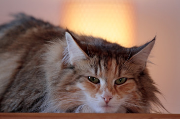 Norwegian forest cat female resting indoors on a table