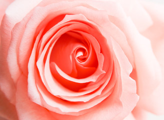 Fototapeta na wymiar pink rose isolated