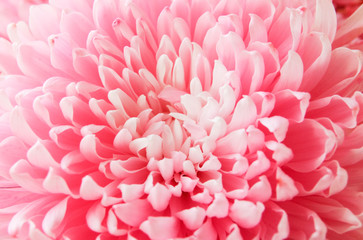 Naklejka premium pink chrysanthemum