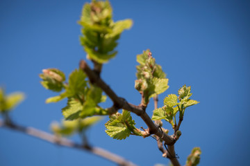 Green vine with small bunches of grapes.