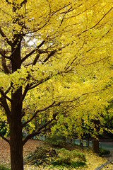 いちょう　紅葉　半分　全面　銀杏